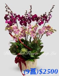 Table Arrangement - Premium CODE 63789